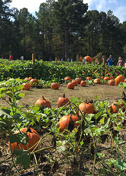 Picking the perfect pumpkin is a favorite family activity at Educational School Tours at Motley's Pumpkin Patch and Christmas Trees, Little Rock, Arkansas