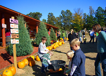 Central Arkansas' favorite Pumpkin Patch and Christmas Tree Farm-Motley's Pumpkin Patch in Little Rock, Arkansas. 